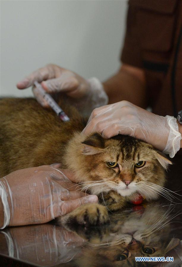 INDONESIA-SOUTH TANGERANG-CATS-ANTI-RABIES VACCINE