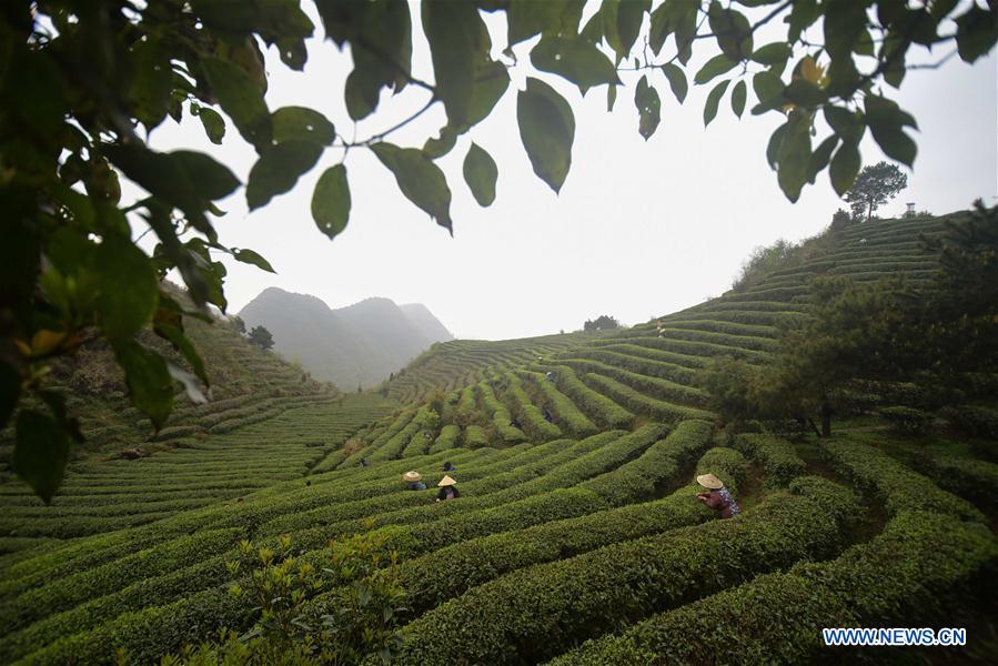 #CHINA-GUIZHOU-TEA PROCESSING (CN)