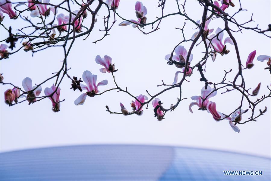 CHINA-BEIJING-SPRING-MAGNOLIA (CN)