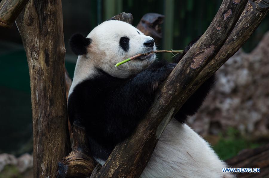 INDONESIA-BOGOR-GIANT PANDA