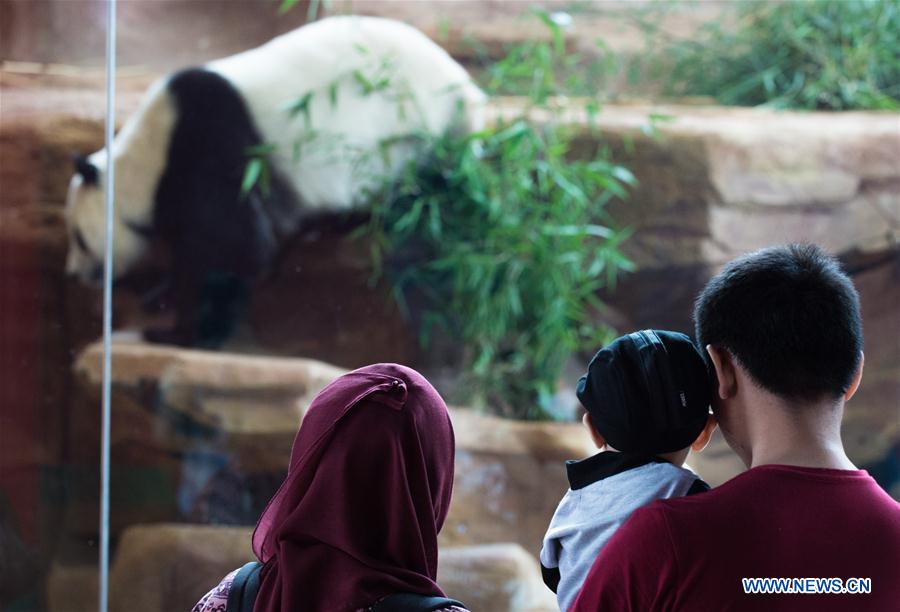 INDONESIA-BOGOR-GIANT PANDA