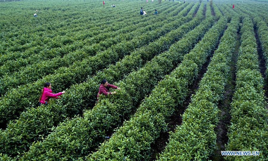 CHINA-SHAANXI-TEA HARVEST (CN)