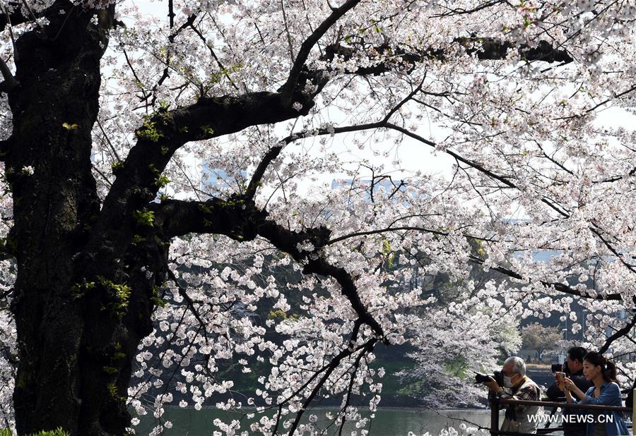 JAPAN-TOKYO-CHERRY BLOSSOMS-PETALS