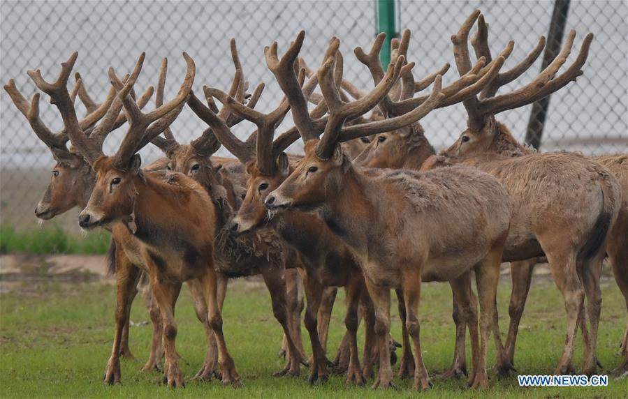 CHINA-WETLAND-WILDLIFE-MILU DEER (CN)