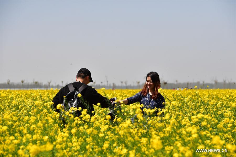 CHINA-HENAN-COLE FLOWERS (CN)