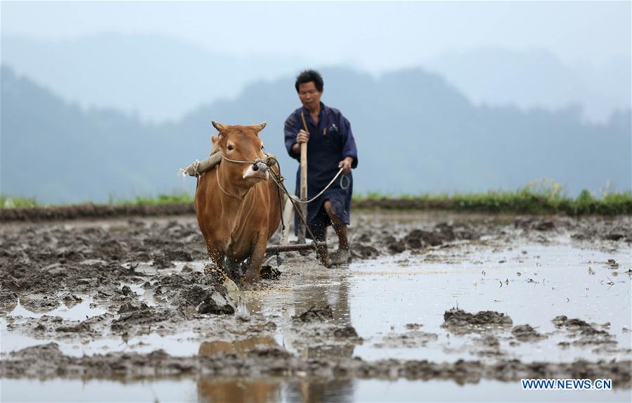 #CHINA-GUYU-FARM WORK(CN)