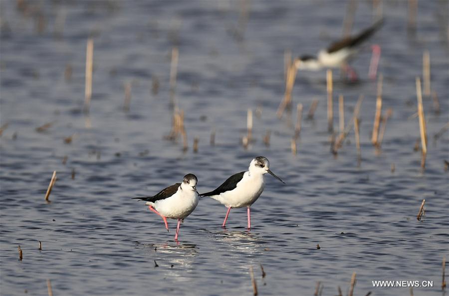 CHINA-INNER MONGOLIA-HOHHOT-MIGRATORY BIRDS(CN)