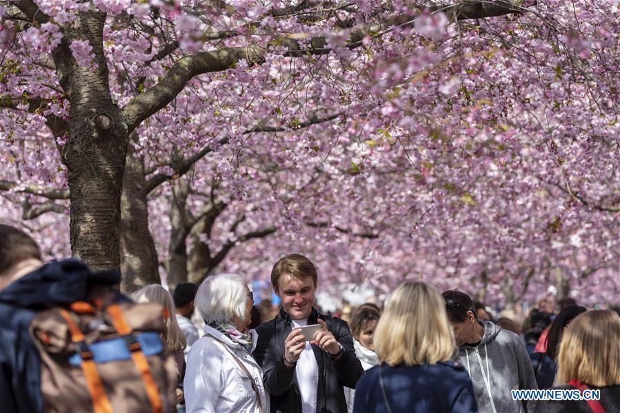 SWEDEN-STOCKHOLM-CHERRY BLOSSOM