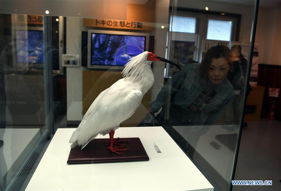 JAPAN-SADO ISLAND-CRESTED IBISES-FEATURE