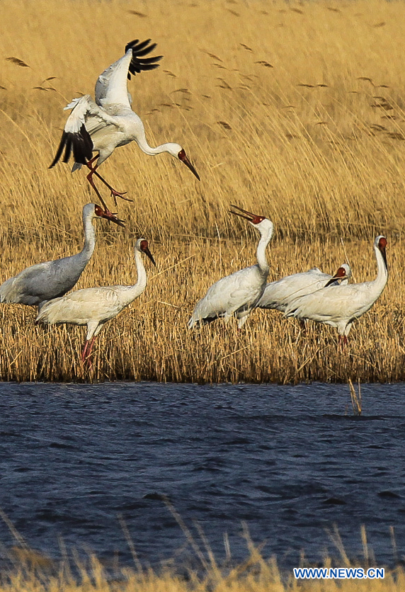 CHINA-JILIN-CRANE-MIGRATION (CN)