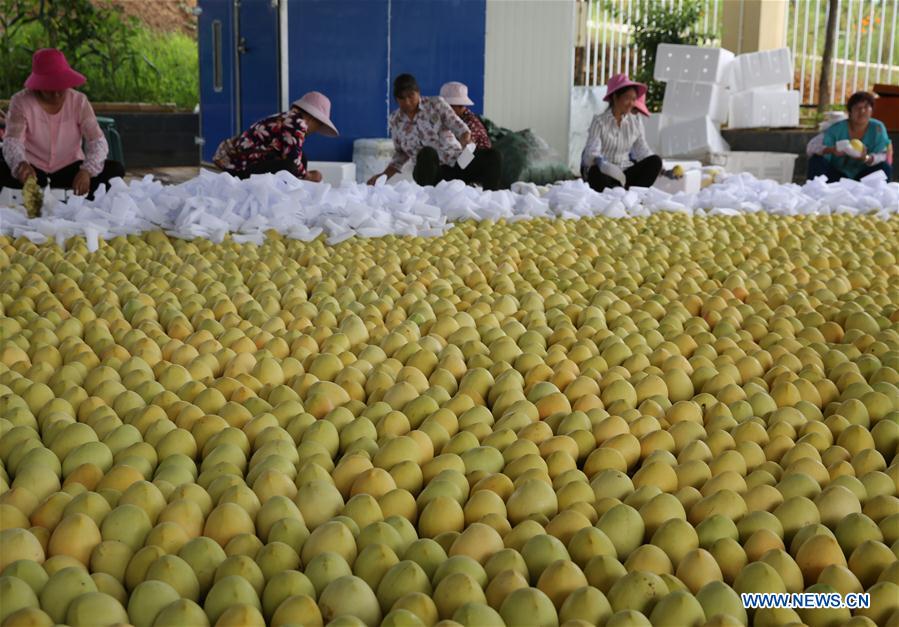 #CHINA-YUNNAN-MANGO-HARVEST (CN)