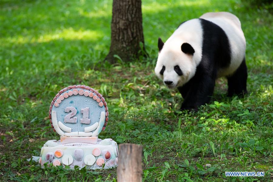 U.S.-WASHINGTON D.C.-GIANT PANDA-TIAN TIAN-BIRTHDAY