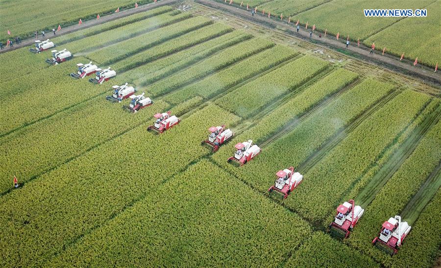 CHINA-JIANGSU-XUYI-RICE-HARVEST (CN)