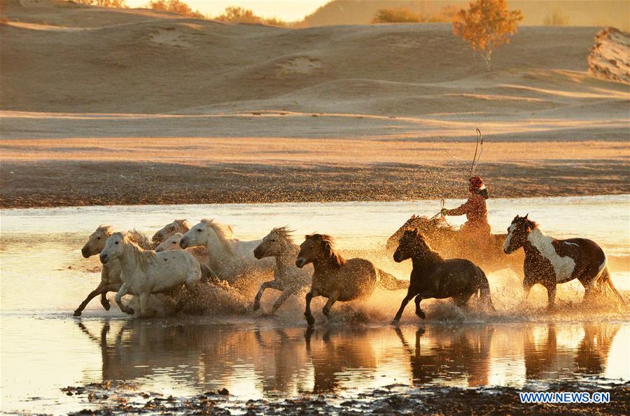 #CHINA-INNER MONGOLIA-GRASSLAND-HORSES (CN)