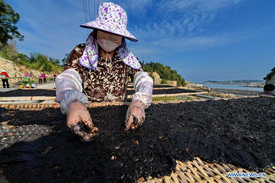 CHINA-FUJIAN-PUTIAN-LAVER HARVEST (CN)