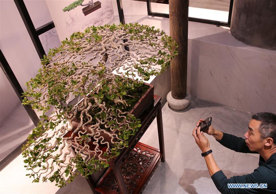 #CHINA-JIANGSU-RUGAO-BONSAI TREE MUSEUM (CN)