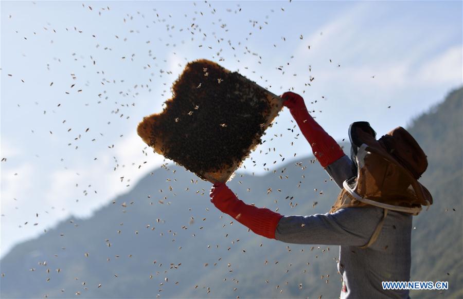 #CHINA-HUBEI-ENSHI-BEE FARM (CN)