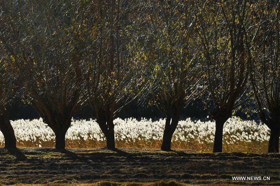 #CHINA-TIBET-LHASA-NATURE-REED (CN)