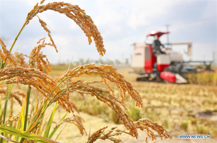 #CHINA-JIANGSU-RICE-HARVEST (CN)