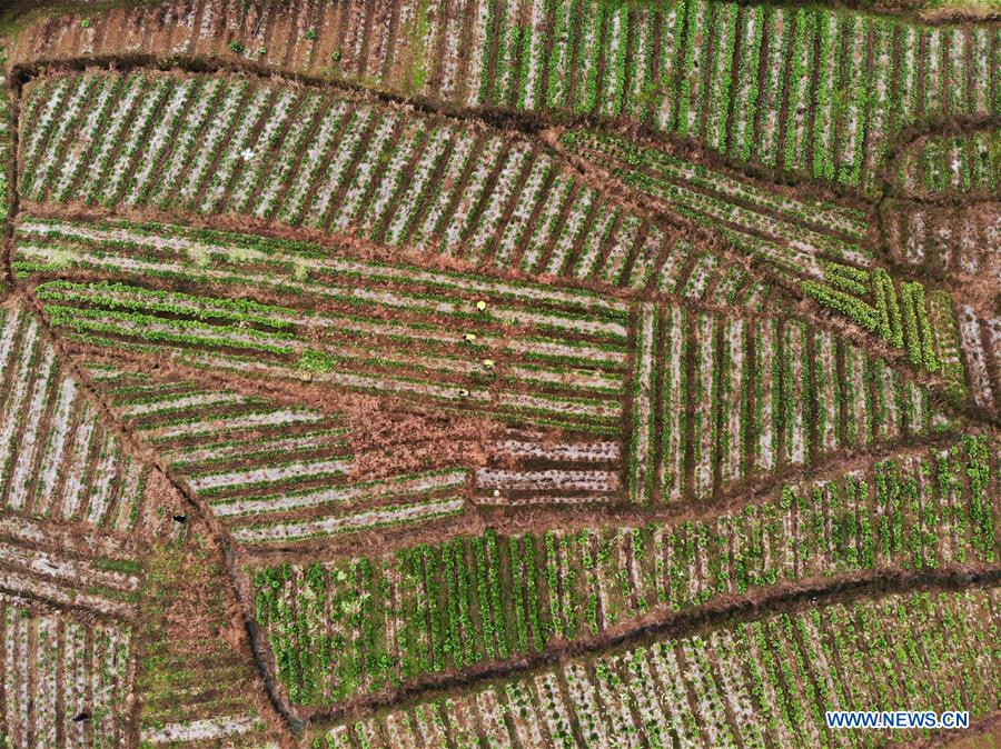 #CHINA-GUIZHOU-WHITE RADISH-PLANTING (CN)