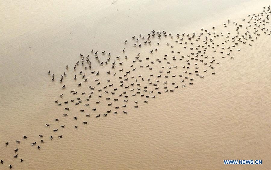 CHINA-HENAN-YELLOW RIVER-MIGRANT BIRDS (CN)