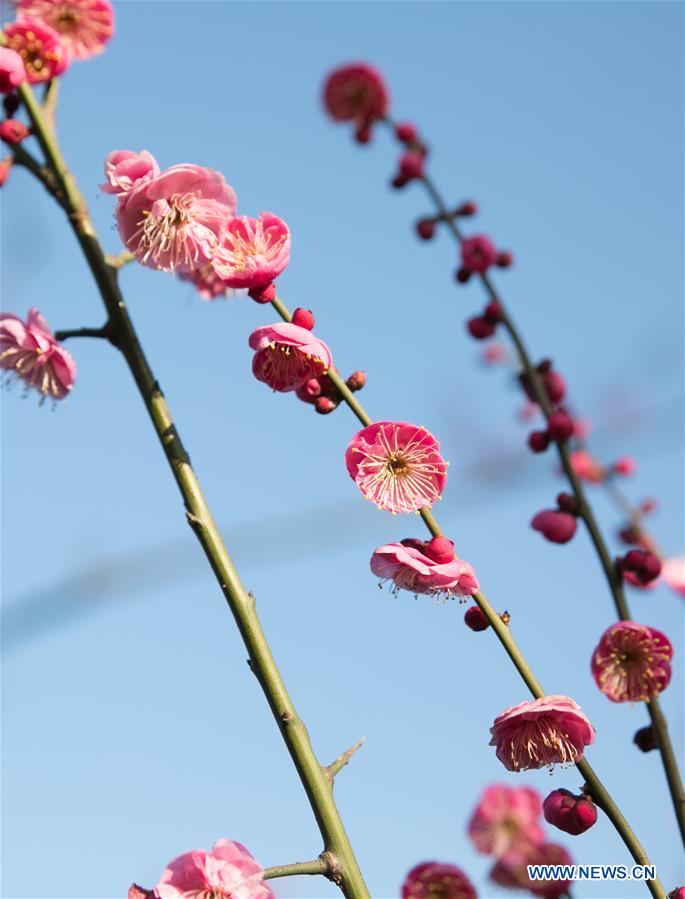 #CHINA-WINTER-FLOWERS (CN)