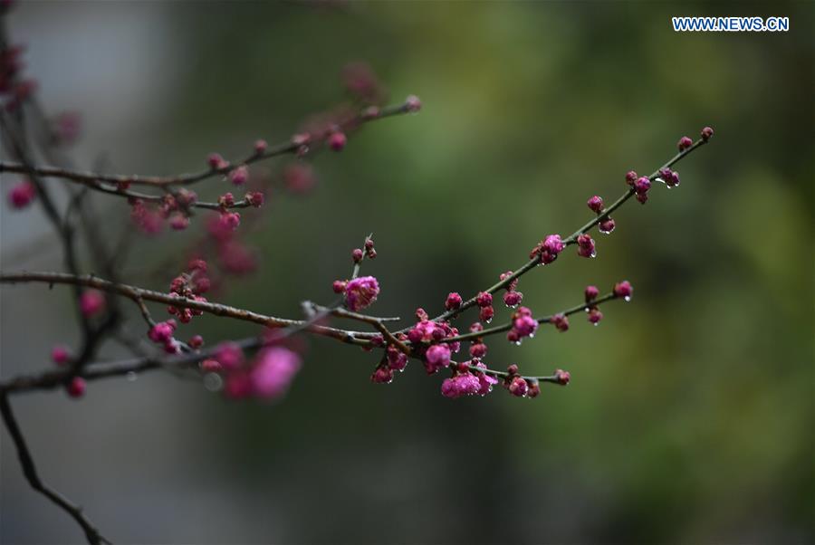 #CHINA-HUBEI-PLUM FLOWERS (CN)