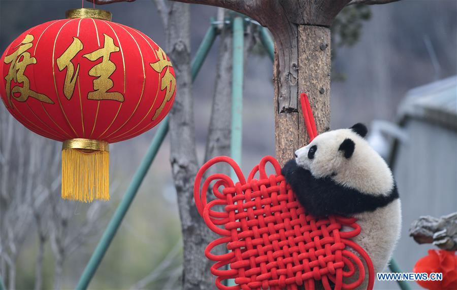 CHINA-SICHUAN-GIANT PANDA-SPRING FESTIVAL (CN)