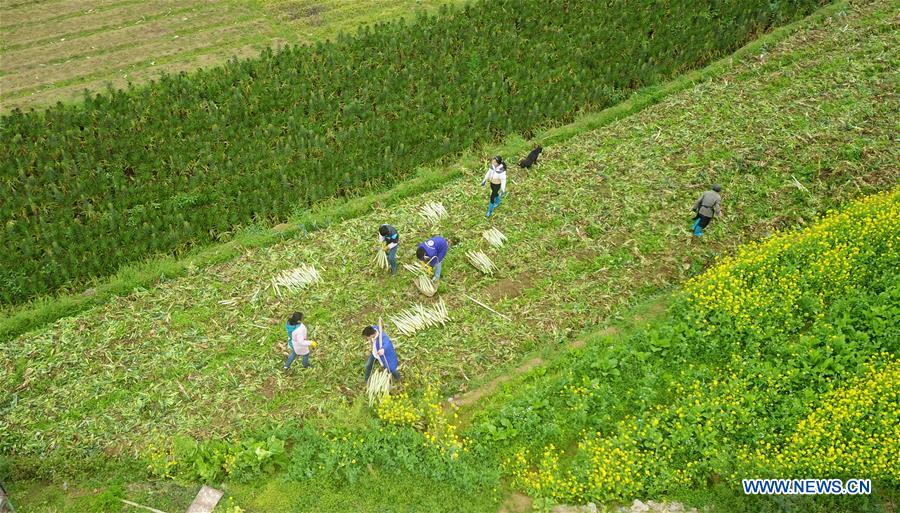 #CHINA-EARLY SPRING-FARMWORK (CN)