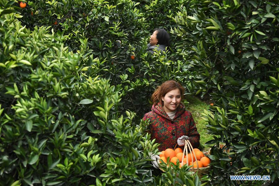 CHINA-CHONGQING-FENGJIE-NAVEL ORANGE (CN)