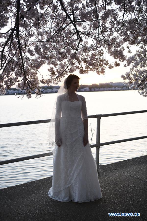 U.S.-WASHINGTON D.C.-CHERRY BLOSSOM