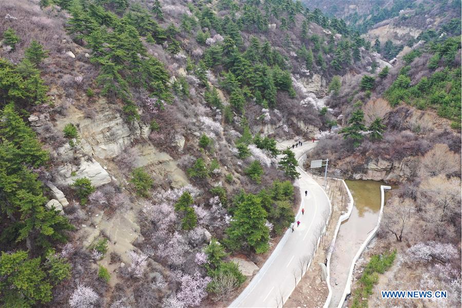 CHINA-SHANXI-TAIYUAN-TAOHUAGOU-PEACH BLOSSOMS (CN)