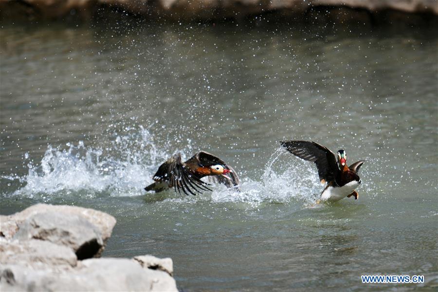 CHINA-HEILONGJIANG-HARBIN-SPRING-MANDARIN DUCK (CN)