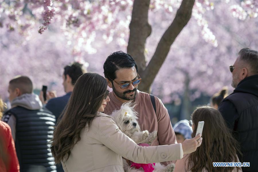 SWEDEN-STOCKHOLM-CHERRY BLOSSOMS