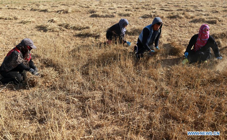 MIDEAST-KHAN YOUNIS-HARVEST-WHEAT