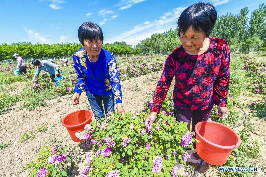 CHINA-HEBEI-FUCHENG-ROSE ECONOMY (CN)