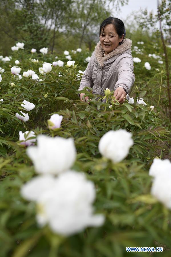 CHINA-NINGXIA-POVERTY ALLEVIATION (CN)