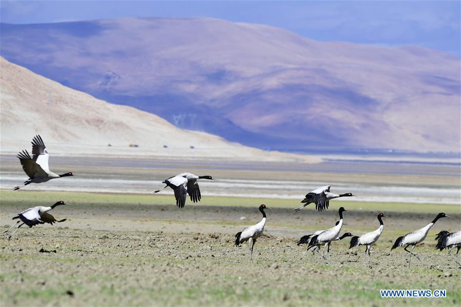 CHINA-TIBET-YADONG-BLACK-NECKED CRANES (CN)