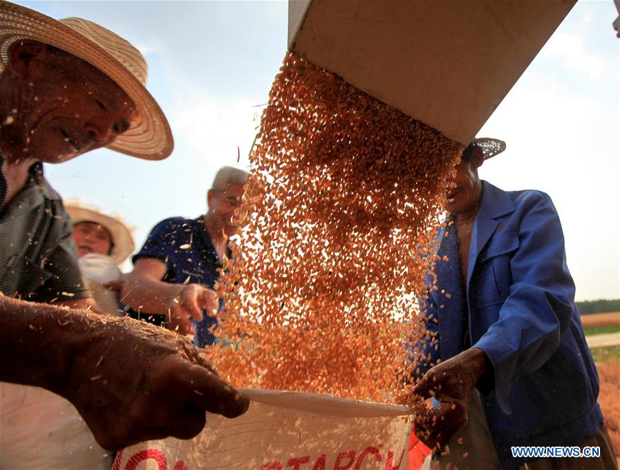 #CHINA-WHEAT-HARVEST (CN)