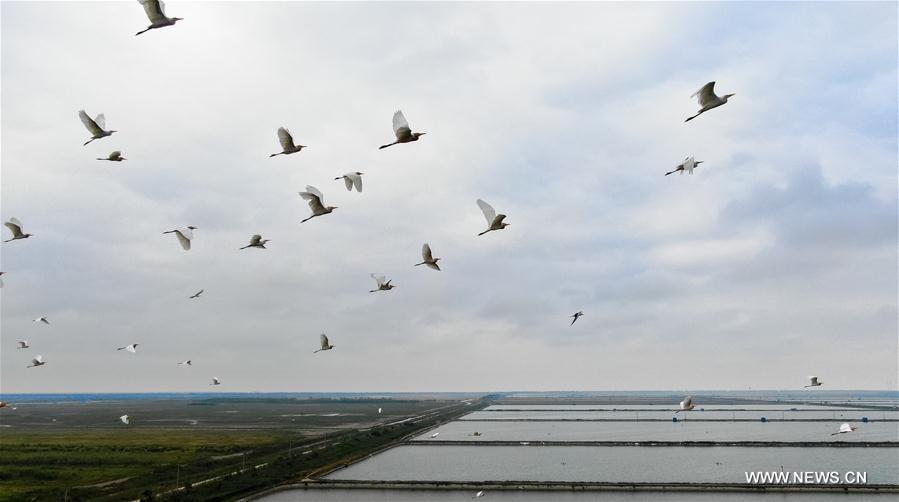 CHINA-MIGRATORY BIRD SANCTUARIES-UNESCO-WORLD HERITAGE LIST (CN)