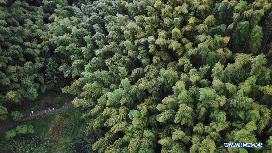 CHINA-ANHUI-BAMBOO FOREST-SCENERY (CN)