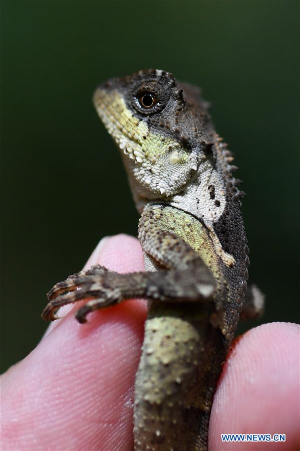 CHINA-FUJIAN-WUYISHAN-NATIONAL PARK-CREATURES (CN)