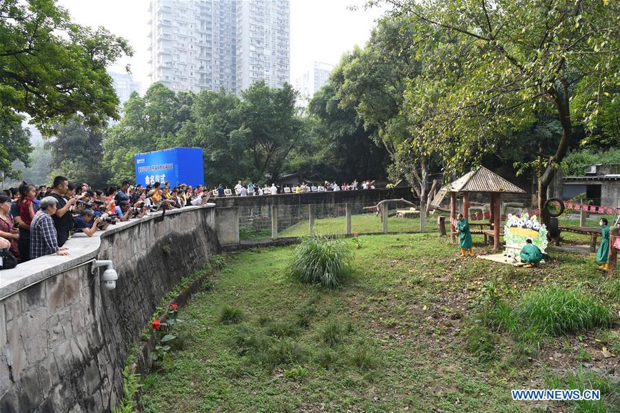 CHINA-CHONGQING-GIANT PANDA TWINS-NAMING CEREMONY (CN)