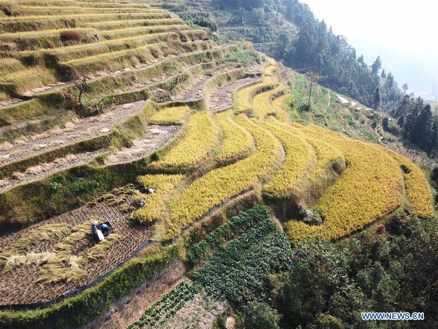 CHINA-HUNAN-XINHUA-RICE HARVEST (CN)