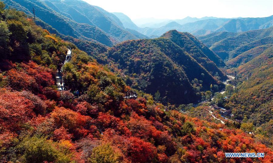 CHINA-HEBEI-SHEXIAN-RED LEAVES (CN)