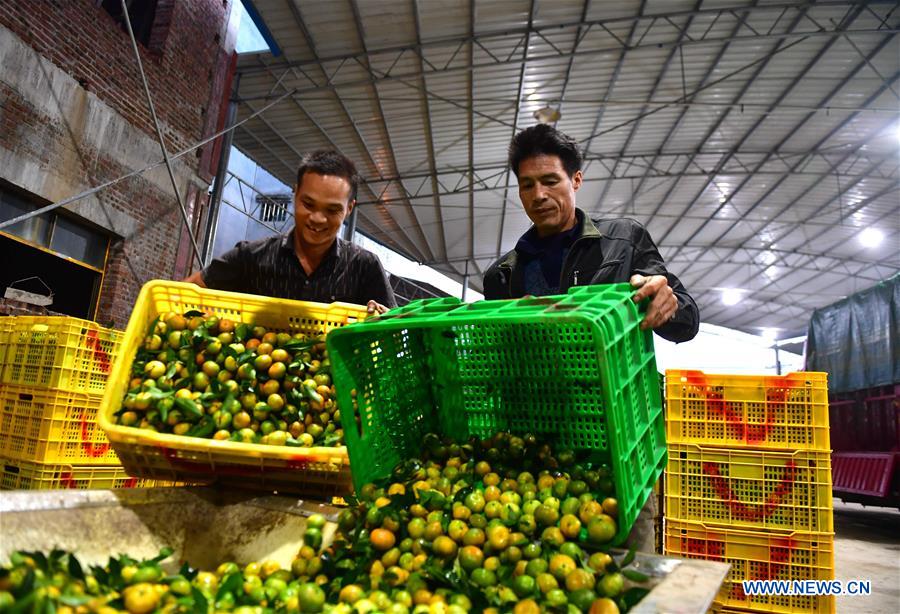 CHINA-GUANGXI-LUZHAI-TANGERINE-POVERTY ALLEVIATION (CN)