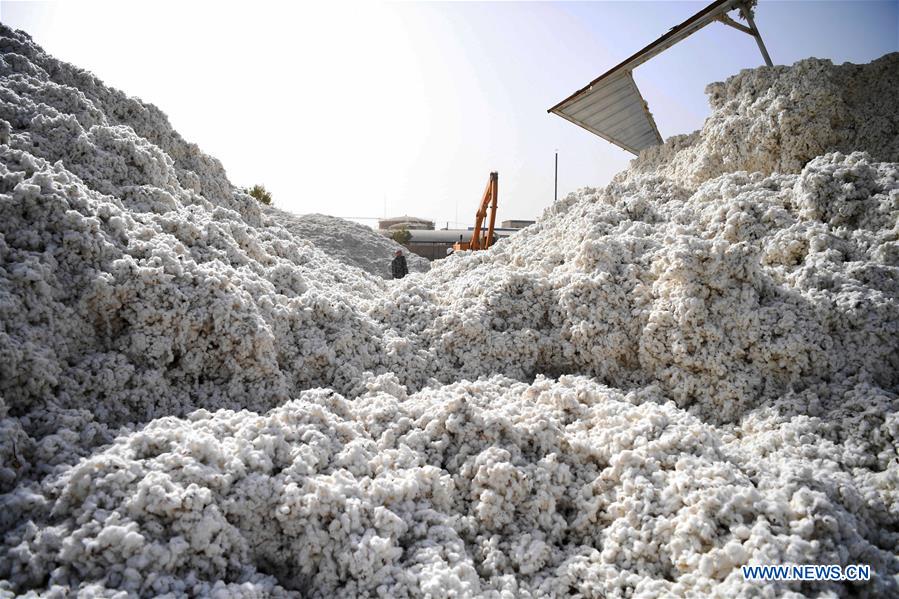 CHINA-XINJIANG-AWAT-AGRICULTURE-COTTON (CN)