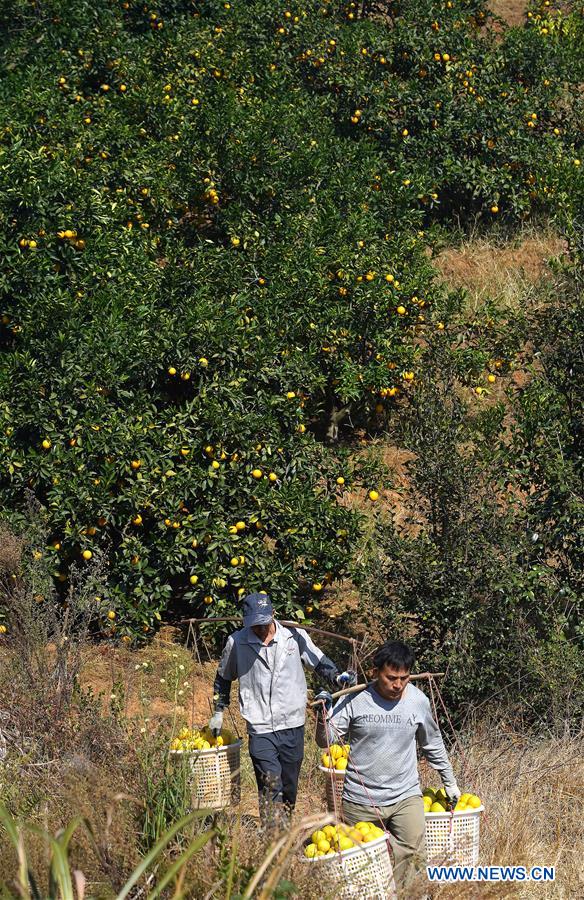 CHINA-JIANGXI-GANZHOU-HARVEST-NAVEL ORANGE (CN)