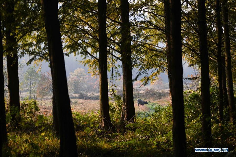 CHINA-ANHUI-HUANGSHAN-COUNTRYSIDE-SCENERY (CN)