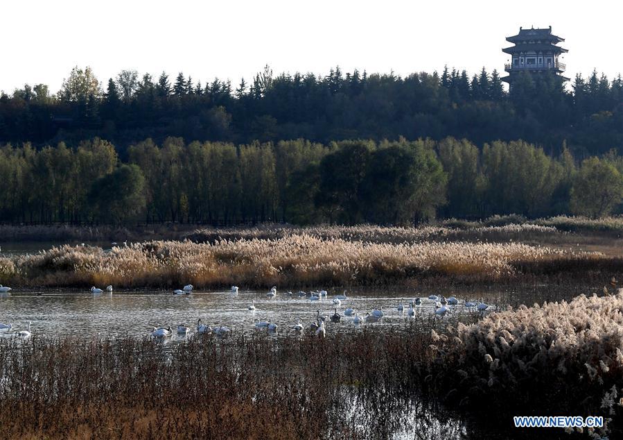 CHINA-HENAN-SANMENXIA-WHITE SWANS (CN)